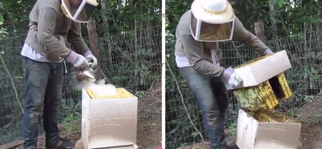 beekeeper gets attacked by his swarm after dropping part of the hive