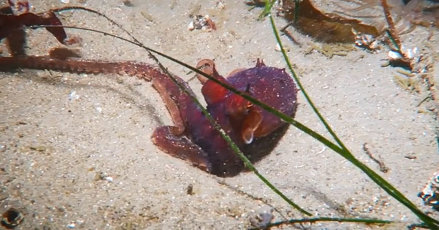 red octopus goes down into a hole on ocean floor