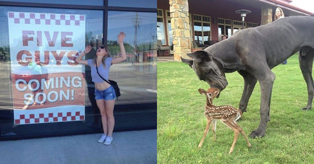 Dog smelling tiny deer and girl making gestures in front of sign - cover for Funny Weird WTF pics