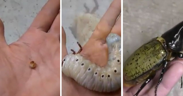 caterpillar and large green beetle on a hand