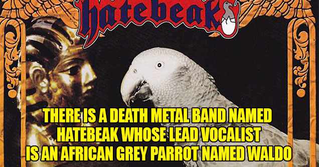 There is a death metal band called Hatebeak whose lead vocalist is an African Grey parrot named Waldo