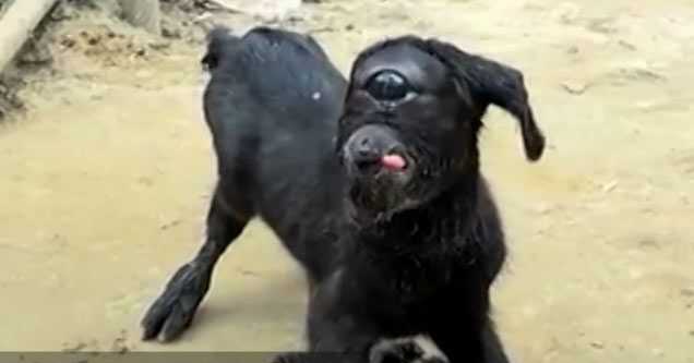 one eyed cyclops goat in india