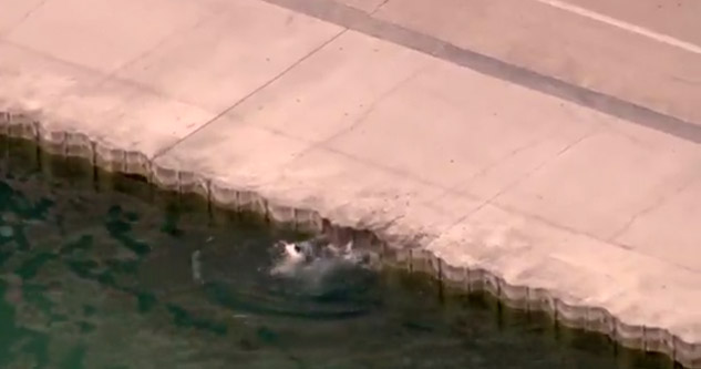 Chicago pd officer rescues drowning dog