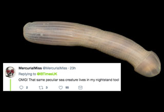 After a month long trip to the eastern Australian abyss, scientists have returned with pictures of newly discovered creatures. When one of these creatures, the pictured Peanut Worm, was tweeted by IBTimes, the internet decided to let them know what it looked like.