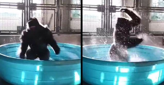 gorilla splashes around in tub dancing to song maniac