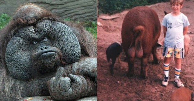 strange primate flipping bird and kid next to hog with huge balls