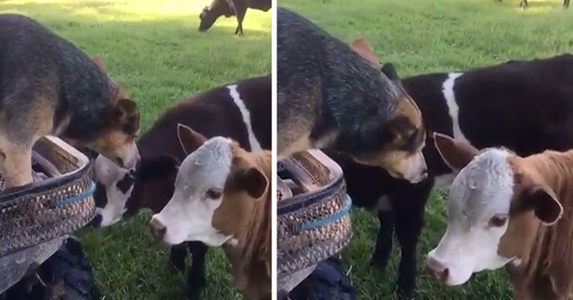 dog starring down at a cow