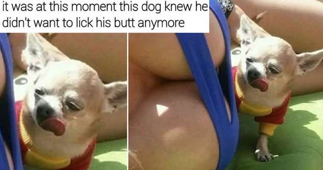 dog next to large chested woman licking its lips