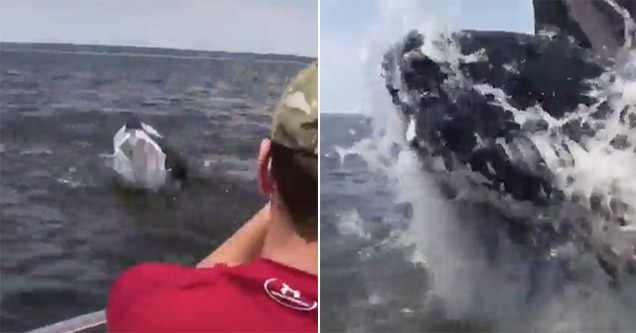 whale almost wrecks tiny boat