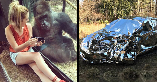 girl showing gorilla a phone and cool metal car