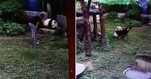 man jumps into panda enclosure and regrets it right away