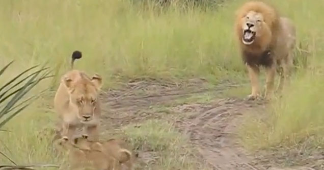 little lions cubs trying to roar