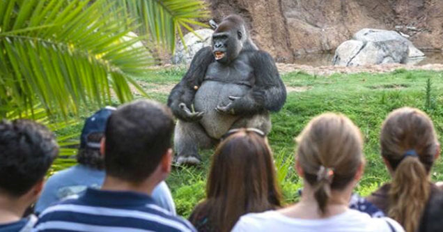 caption contest of a gorilla giving a lecture