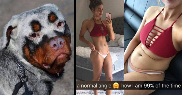 gray dog with funny face and sexy girl making a fat belly