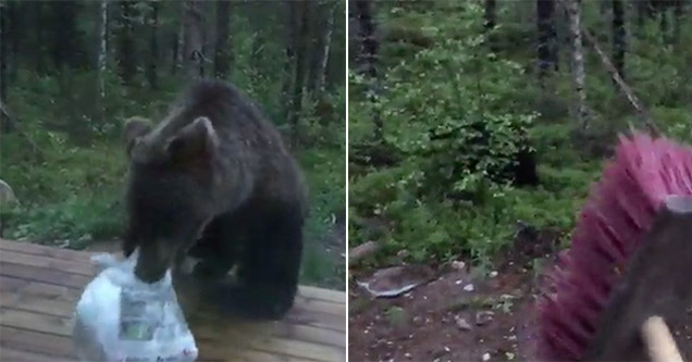 Young bear gets scared