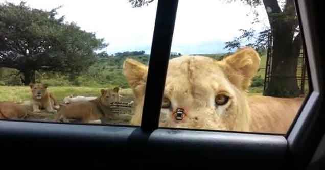 lion open a car door with its teeth