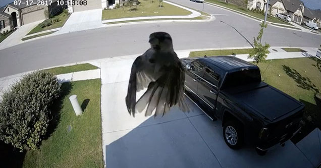 bird appears to hover when it's wing flapping syncs with a cameras frame rate