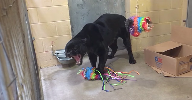 Panther tearing up a Piñata