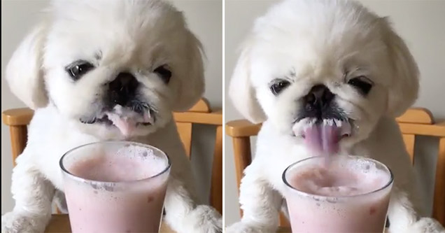 cute puppy takes down a smoothie