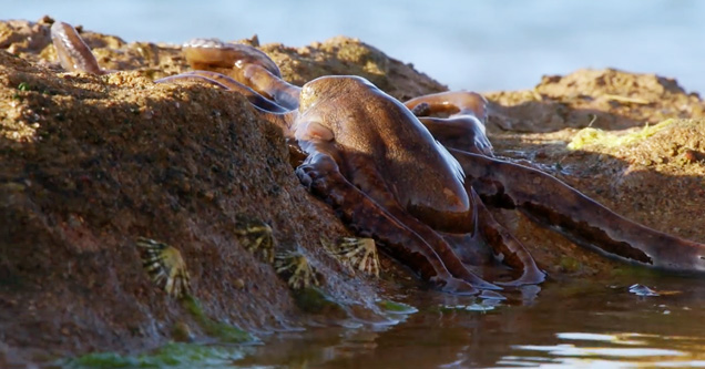 octopus climbing out of water