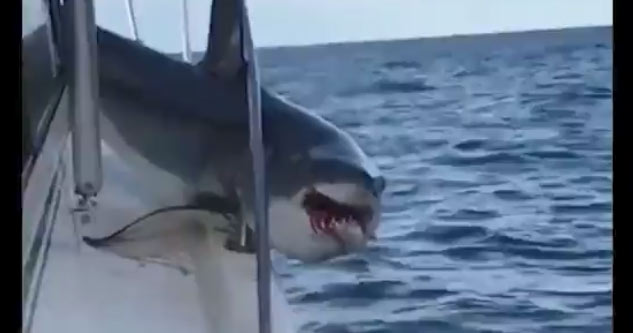 Shark Jumps On Fishing Boat And Gets Stuck