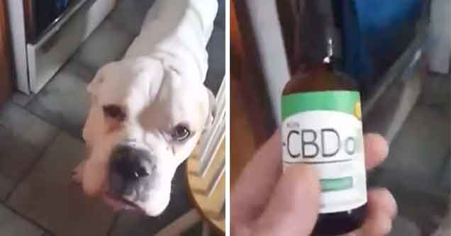 dog is treated for seizures with cbd oils