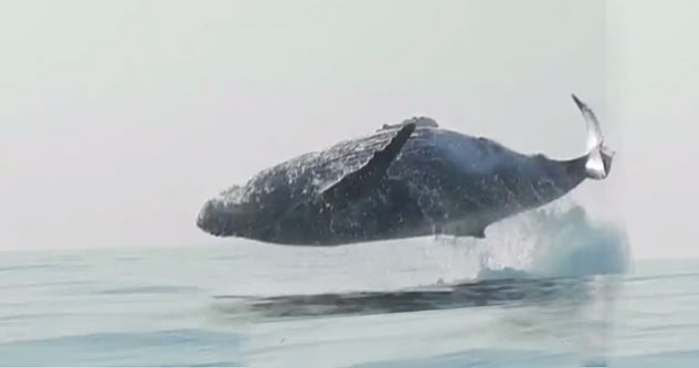 40 Ton Humpback Whale Leaps Entirely Out of the Water