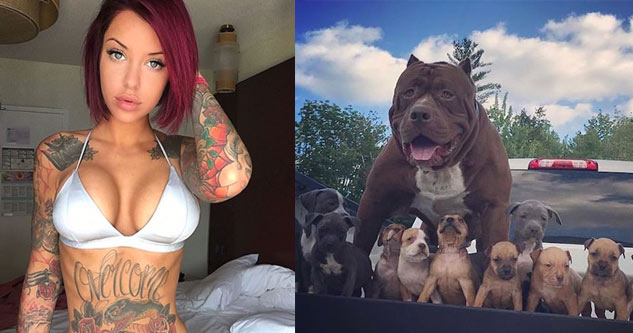 sexy busty red head with tattoos and a pitbull with puppies