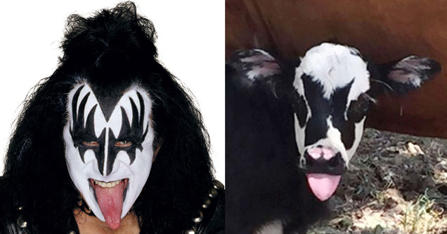 Texas Calf Looks Exactly Like Gene Simmons