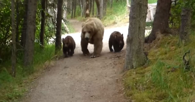 Hiker Has An Unnerving Encounter With A Grizzly Bear Mama and Her Cubs