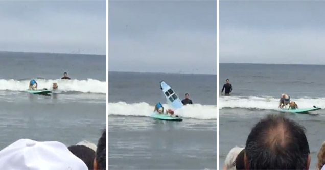 surfing dogs are chill as hell