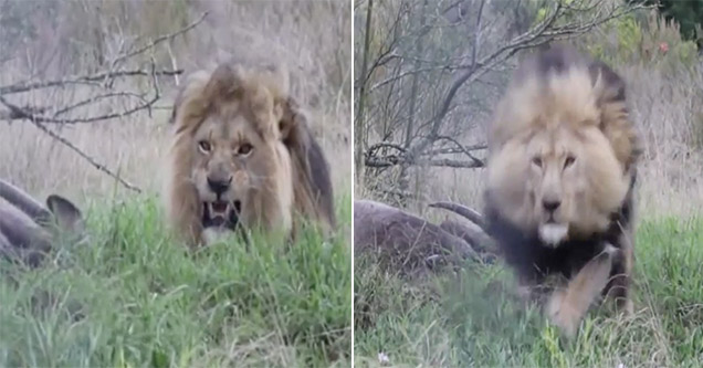 lion charges cameraman at top speed