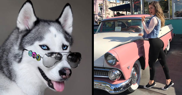 a husky wearing shades and a sexy girl in yoga pants next to a classic car