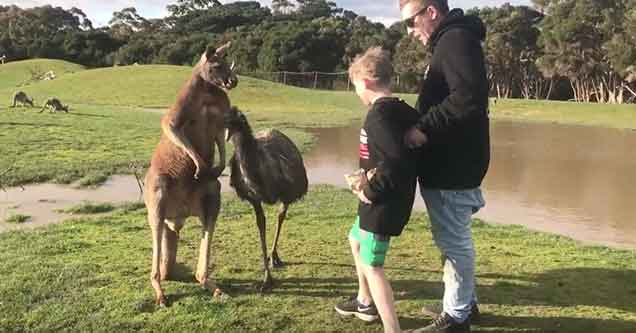 Kid Gets Too Close To A Kangaroo And Takes A Right Hook To The Chin