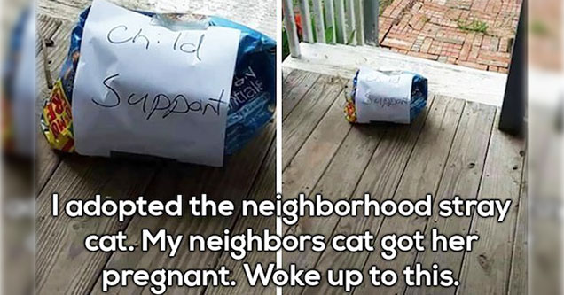 cat child support - Child Japparte Tadopted the neighborhood stray cat. My neighbors cat got her pregnant. Woke up to this.