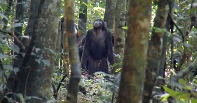 Ape in the forest hunting