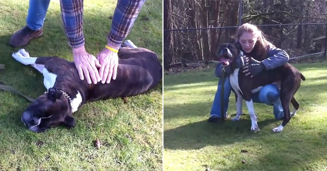 dog gets revived at dog park