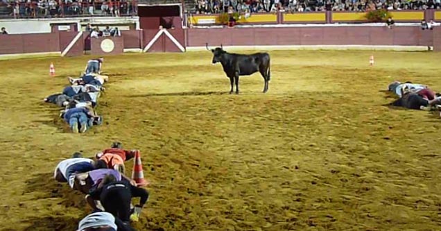 An Insane Human Centipede Race Against An Angry Bull