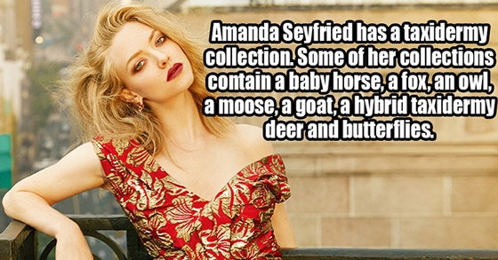 hot x3 - eBaum's World Amanda Seyfried has a taxidermy collection. Some of her collections contain a baby horse, a fox, an owl, a moose, a goat, a hybrid taxidermy deer and butterflies.