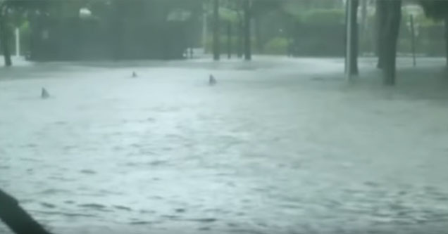 Sharks Filmed Swimming Through The Streets of Miami