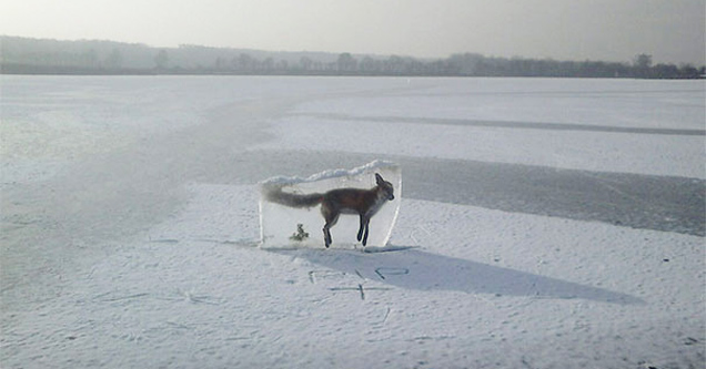 Fox frozen in a block of ice - NO THANKS NATURE