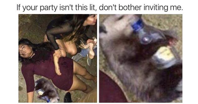 funny picture of a party so lit, the possum is straddling a bottle