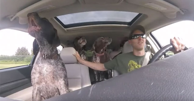 dog go nuts while on the way to their favorite park