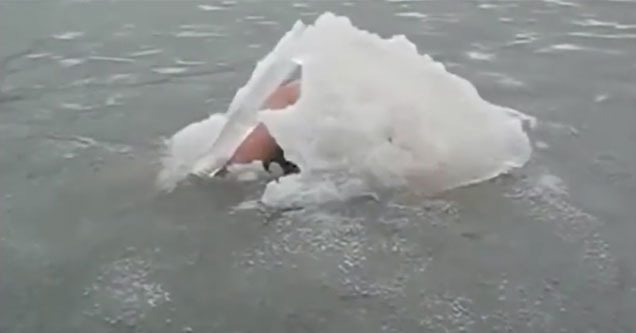 creature surfaces from underneath a frozen lake