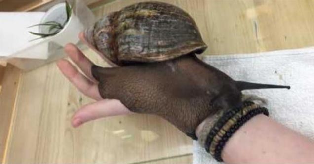 Massive snail on person's hand