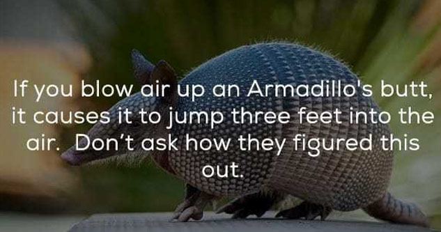 random facts - If you blow air up an Armadillo's butt, it causes it to jump three feet into the air. Don't ask how they figured this out.