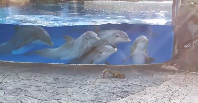 dolphins can't handle squirrels