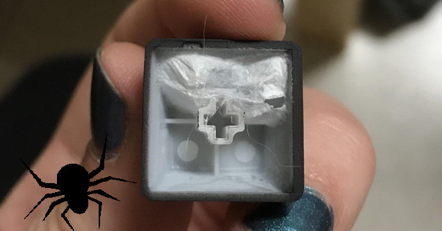 This Girl Gamer Found A Spider Nest Under Her Keyboard