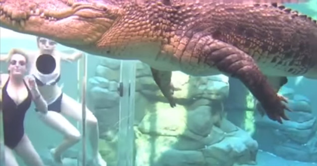 Would You Go Swimming With This Giant Crocosaurus?