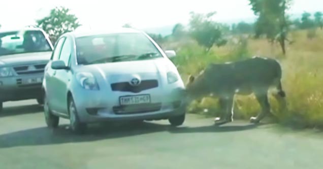 Lion sinks teeth into tire